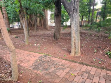 Yapay şehir ormanının içindeki yaya yolu yeşil ağaçlarla çevrili doğal şehir parkı manzarası..