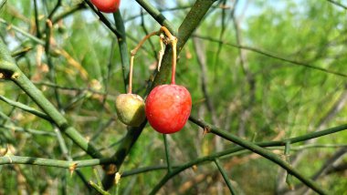 Capparaceae ailesinin esnek bir tıbbi çalısı olan Capparaceae desidua (karira) bitkisinden taze meyve.,
