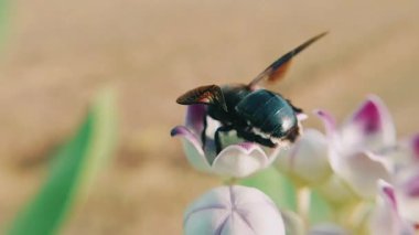  Yabanarısı, Calotropis bitkisinin soluk mor çiçeklerinden nektar toplar (Hintçe ve Urduca Aak).)