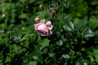 Yazın yağan yağmurdan sonra sarkan soluk pembe bir bahçeye yakın koyu renkli yapraklar ve benekli güneş ışığıyla kaplı gül goncalarıyla çevrili.