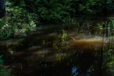 Öğleden sonra ışık demetleri parlayan gölgeliklerin arasından süzülüyor eğrelti otları ve eğreltiotlarının kıyıya dayandığı kehribar suyun üzerinde parlayan çizgiler oluşturuyor.