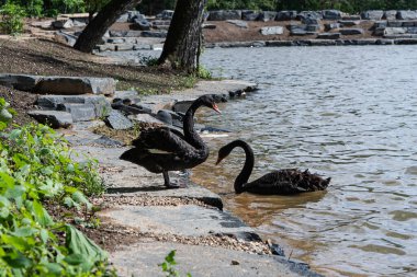 Two black swans meet at the rocky shore: one stands on a sunlit stone, the other drifts nearby, dark feathers and red bills vivid against the glimmering lake