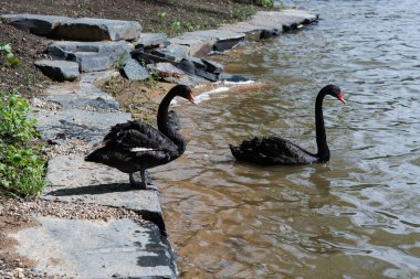 Two black swans meet at the rocky shore: one stands on a sunlit stone, the other drifts nearby, dark feathers and red bills vivid against the glimmering lake