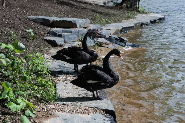 İki siyah kuğu kayalık sahilde buluşur: biri güneşli bir taşın üzerinde durur, diğeri yakınlarda sürüklenir, koyu tüyler ve parlak göle karşı canlı kırmızı gagalar