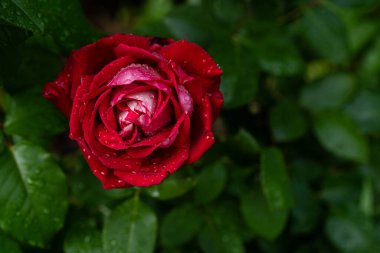 Kadife kırmızısı gül tomurcuğunun mahrem makrosu yeni açılıyor, yaprakları yaz bahçesinde parlayan yeşil yapraklarla parıldıyor.