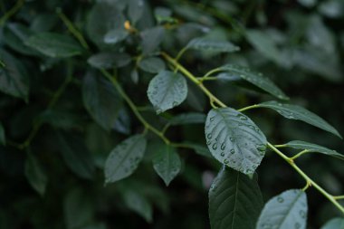 Uzun, tırtıklı yaprakların detaylı çekimleri ince odunsu gövdeler boyunca, her bir bıçak kristal yağmur damlası serpiştirilerek yumuşak duş sonrası ışığı yakalar, sakin bir orman dokusu yaratır.