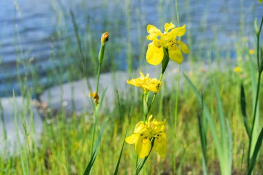 Taze yeşil filizler arasında toplanan üç güneş ışığı renginde iris, sakin bir kıyı şeridi boyunca hafif güneş ışığıyla yıkanır.