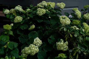 Ortanca ağaçlarının yoğun yığını Annabelle 'de bol miktarda soluk yeşil kartopu çiçekli başlıklar ve yorgan yapraklı yapraklar, gün ışığında bir binanın ön cephesinde büyüyor.