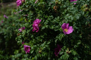 Ayrıntılar ve geniş bir görünüm dayanıklı rugosa gül çalısı canlı mor, altın merkezli tek taç yapraklı çiçekler, dokulu, derin damarlı yapraklar ve devam eden yağmur damlaları bir yaz sabahı doğal tazelik ekler