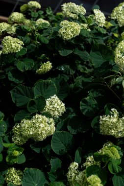 Large smooth hydrangea shrub Hydrangea arborescens Annabelle laden with spherical lime white flower heads and broad dark leaves, photographed in bright summer shade