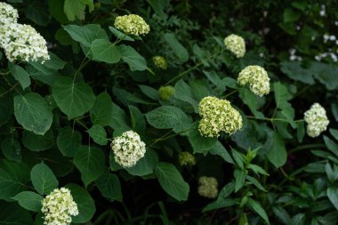Cluster of smooth hydrangea bushes displaying spherical lime-white blooms amid broad, dark green leaves, a classic cottage garden scene after gentle summer rain