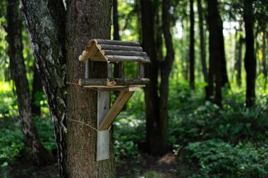 Kırsal bir kuş evi, sakin yeşil bir ormandaki sağlam bir ağaçta oturur, doğa severler ve kuş hayranları için mükemmeldir.