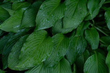 Taze yağmurla kaplanmış zambak yapraklarının detaylı görüntüleri: üst üste binen zümrüt yaprakları belirgin damarlar ve köpüklü damlacıklar verimli bir botanik arkaplan oluşturur