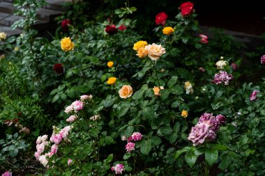 Rain-kissed cottage garden bursts with crimson, golden, peach, burgundy and speckled pink roses, glossy foliage and dense blooms creating rich texture and vibrant seasonal colour 