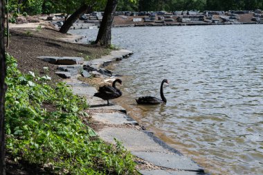 Çarpıcı kırmızı gagaları olan iki zarif siyah kuğu yeni peyzajlanmış göl kenarında dikiliyor. Biri granit sahilde duruyor. Diğeri ise hafif dalgalı sularda süzülüyor ve kentsel yeşil bir alanda sakin bir vahşi yaşam anı yakalıyor.