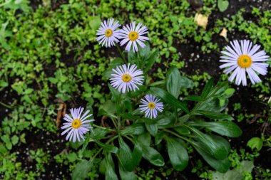 overhead shot of a small clump of lilac-purple daisy flowers with bright yellow centres, radiating petals against dark soil and fresh green foliage, cheerful summer wildflower display