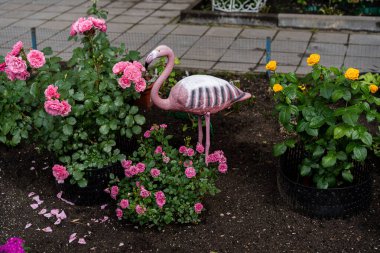 Pembe ve sarı gül saksıları, nemli toprak, dağınık yapraklar ve asfalt yol arasında duran pembe plastik bir flamingo içeren eğlenceli bahçe kompozisyonu tuhaf bir yaz bahçesi sahnesi oluşturur.