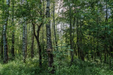 Sakin yeşil bir ormanda uzun ağaçlar, canlı yapraklar ve yaprakların arasından zarif bir şekilde süzülen yumuşak güneş ışığı vardır.