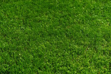 İnce karışık çimlerden ve küçük yonca yapraklarından oluşan yeşil çimlerin tam çerçeve dokusu, eşit ışıklandırılmış, sağlıklı çim, doğal tazeliği taşır ve çevre, bahçe ve doğa kavramları için arka planı kullanmaya hazırdır. 