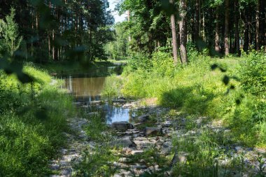 Çeşit çeşit bitki ve berrak, davetkar su dolu yemyeşil bir ormanın içinden huzurlu bir dere akar.
