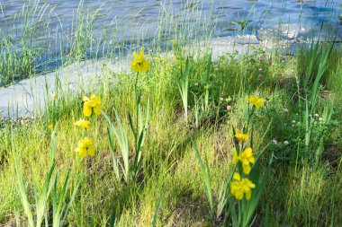 Dağıtılmış iris sapları ve tomurcukları canlı bir desen oluşturur çimen seti boyunca nazik dalgaların canlı kıyı şeridinin hemen ötesinde dolaştığı yerde