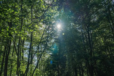 Güzel, sakin bir güneş ışığı manzarası canlı ve yemyeşil bir orman gölgesinde yavaşça parlıyor.