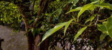 Güzel botanik fotoğrafı, doğal duvar kağıdı.