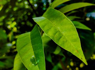 Parkta güzel yaprakları.