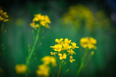 Canlı sarı kanola çiçekleri çiçek açıyor, yeşil arkaplan