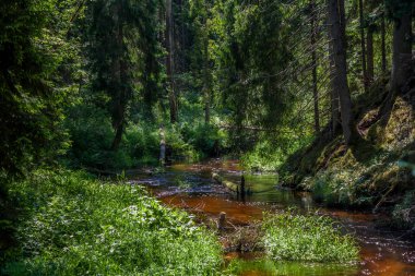 Yazın küçük, vahşi bir nehir, sakin nehir akıntısı, nehrin kıyıları, Strikupe, Vaidava, Letonya