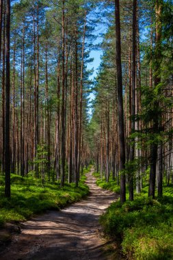 Letonya, Çam Ağacı Ormanı Yolu