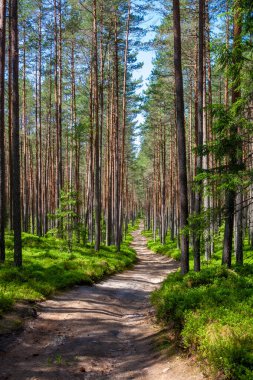 Letonya, Çam Ağacı Ormanı Yolu