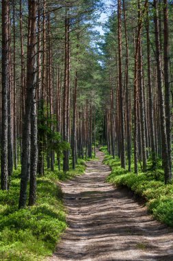 Letonya, Çam Ağacı Ormanı Yolu