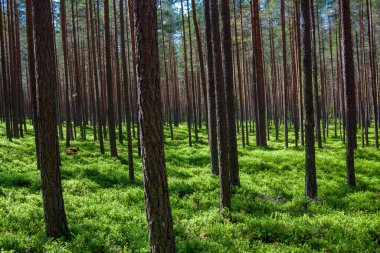 Yazın Çam Ağacı Ormanı, Letonya