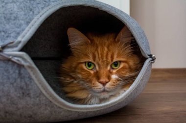 Ginger Maine Rakun Kedisi, kedi mağarası yatağında dinleniyor.