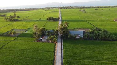 Huzurlu bir kırsal alanda yemyeşil pirinç tarlalarının güzel panoramik manzarası. Dar bir toprak yol, berrak mavi gökyüzünün altındaki uzak dağlara doğru, canlı çayırların arasından esiyor..