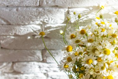 Bir buket beyaz papatya, beyaz papatyalar, papatya arka planı, güneşte papatyalar.