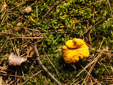 Chanterelle mantarları, ormandaki yenilebilir mantarlar, yeşil yosun, iğneli mantarlar.