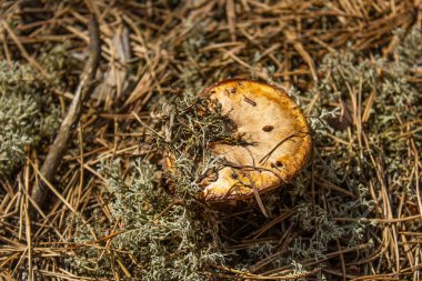 Ormanda mantarlar, ormanda yenilebilir mantarlar, yeşil yosunlar, iğneli mantarlar.