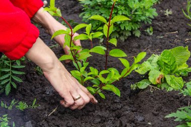 Ortanca çiçeği, ortanca çalısı, bahçeye ekme, çiçek ekme, kız toprağa çiçek ekme, kırsal alanda çalı, çiçek tarlası.