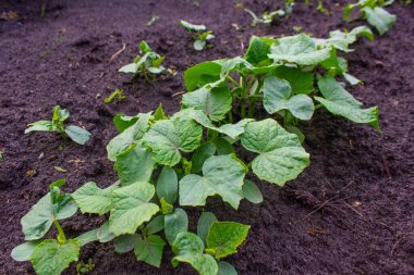 Bahçede salatalıklar, bahçe yatağında büyüyen salatalıklar, salatalık, salatalık tohumları.