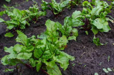 Bahçede pancar kökü, bahçede büyüyen pancar tohumu, pancar tohumu.