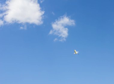 Mavi gökyüzünde beyaz bulutlarla uçan leylek kuşu