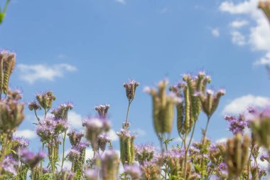 Çim safrası, bal bitkisini beyaz bulutlu mavi gökyüzüne yaklaştırıyor.