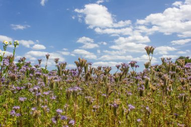 Çim safrası, bal bitkisini beyaz bulutlu mavi gökyüzüne yaklaştırıyor.