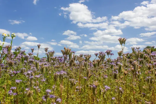 Çim safrası, bal bitkisini beyaz bulutlu mavi gökyüzüne yaklaştırıyor.