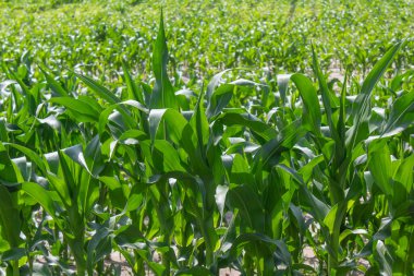 Mavi gökyüzüne karşı yeşil mısır tarlası