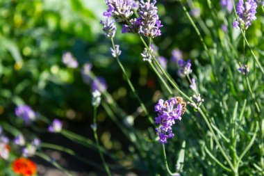 Lavanta çalısı kapat, lavanta çiçeği.
