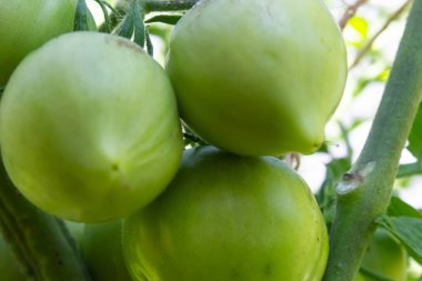 Bir dala yakın yeşil domates, bir demet domates.