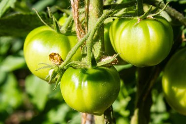 Bir dala yakın yeşil domates, bir demet domates.